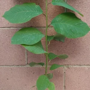 Cherimoya Tropical Fruit Tree Seedling, 25 to 30 inch Height, 1 Gallon Pot, Tropical Climate