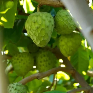 Cherimoya Tropical Fruit Tree Seedling, 25 to 30 inch Height, 1 Gallon Pot, Tropical Climate