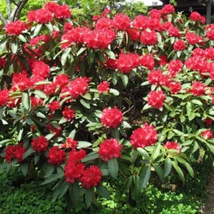 Cherries and Merlot Rhododendron - 4 Inch Potted Plant - Red Blooms