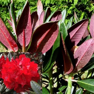 Cherries and Merlot Rhododendron - 4 Inch Potted Plant - Red Blooms