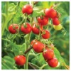 Cherry Tomato Plant - Red - 4 inch Pot - Basket Variety