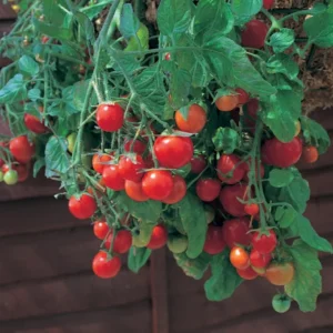 Cherry Tomato Plant - Red - 4 inch Pot - Basket Variety