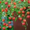 Cherry Tomato Plant - Tumbling Tom Red - 2.5" Pot - Edible Ornamental