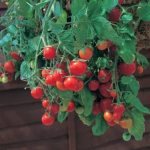 Cherry Tomato Plant - Tumbling Tom Red - 2.5" Pot - Edible Ornamental