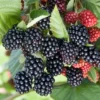 Chester Thornless Blackberry Plant - 3.25 inch Pot - Sweet Berries
