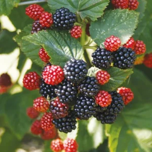 Chester Thornless Blackberry Plant - 3.25 inch Pot - Sweet Berries