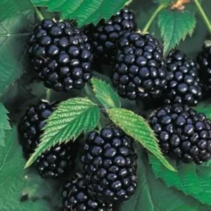 Chester Thornless Blackberry Plant - 3.25 inch Pot - Sweet Berries