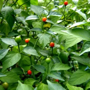Chiltepin Tepin Pepper Plant - 4