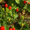 Chiltepin Tepin Pepper Plant - Hottest Bird Pepper - 2.5" Pot - Spicy Heirloom Variety