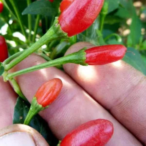 Chiltepin Tepin Pepper Plant - Hottest Bird Pepper - 2.5" Pot - Spicy Heirloom Variety