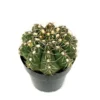 Chin Cactus Gymnocalycium Baldianum - 2.5" Pot - Easy Care