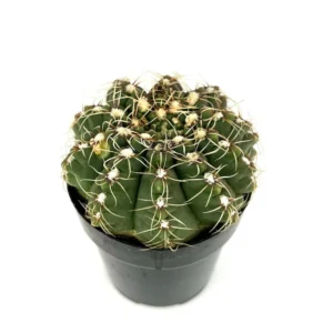 Chin Cactus Gymnocalycium Baldianum - 2.5