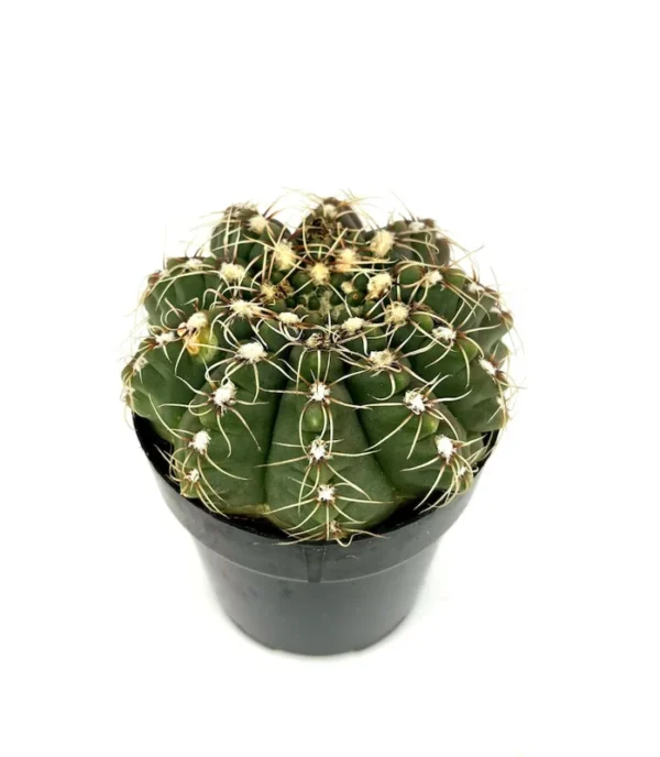 Chin Cactus Gymnocalycium Baldianum - 2.5" Pot - Easy Care