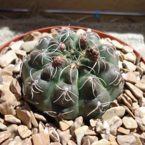 Chin Cactus Gymnocalycium Baldianum - 2.5" Pot - Easy Care