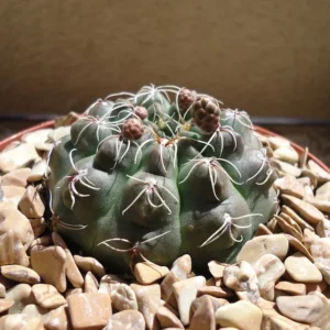 Chin Cactus Gymnocalycium Baldianum - 2.5