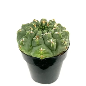 Chin Cactus Gymnocalycium Baldianum - 2.5