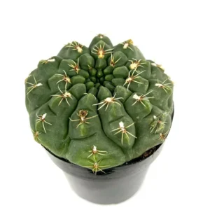 Chin Cactus Gymnocalycium Baldianum - 2.5