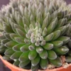 Chinese Jade Succulent Plants - Sinocrassula Yunnanensis - 2 Plants in 1 inch Pots