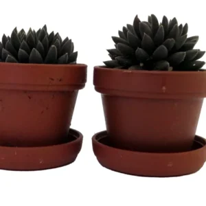 Chinese Jade Succulent Plants - Sinocrassula Yunnanensis - 2 Plants in 1 inch Pots