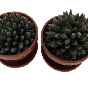 Chinese Jade Succulent Plants - Sinocrassula Yunnanensis - 2 Plants in 1 inch Pots