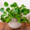Chinese Money Plant Pilea Pepermomioides Live Potted Houseplant Air Purifying 4 Inch