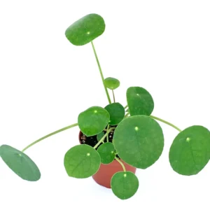 Chinese Money Plant Pilea Pepermomioides Live Potted Houseplant Air Purifying 4 Inch