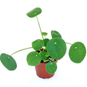 Chinese Money Plant Pilea Pepermomioides Live Potted Houseplant Air Purifying 4 Inch