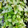 Chocolate Mint Plant - 2 Live Herb Plants - 4 Inch Pot - Fresh Mint