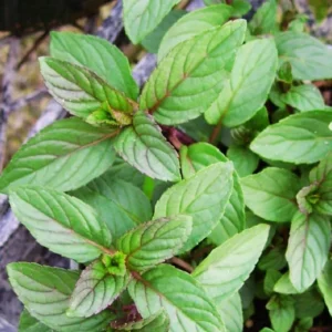 Chocolate Mint Plant - 2 Live Herb Plants - 4 Inch Pot - Fresh Mint
