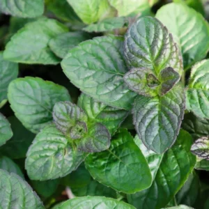 Chocolate Mint Plant - 2 Live Herb Plants - 4 Inch Pot - Fresh Mint