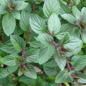 Chocolate Mint Plant - 2 Live Herb Plants - 4 Inch Pot - Fresh Mint