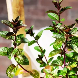 Chocolate Mint Plant - 2 Live Herb Plants - 4 Inch Pot - Fresh Mint