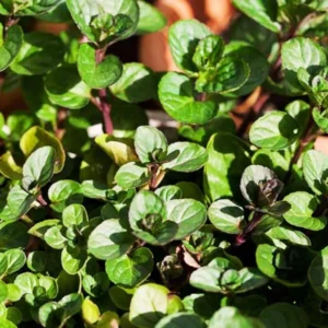 Chocolate Mint Plant - 2 Live Herb Plants - 4 Inch Pot - Fresh Mint