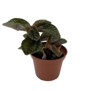 Chocolate Pilea Plant - Dark Foliage - 2.5 inch Potted Houseplant