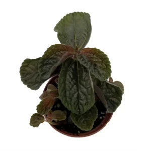 Chocolate Pilea Plant - Dark Foliage - 2.5 inch Potted Houseplant