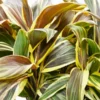 Chocolate Queen Cordyline Plant - 4 inch Pot - Tropical Accent Plant