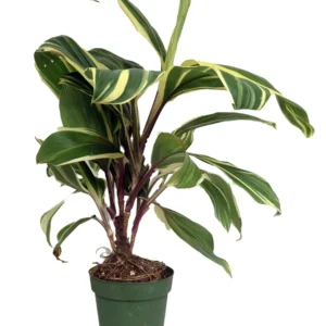 Chocolate Queen Cordyline Plant - 4 inch Pot - Tropical Accent Plant