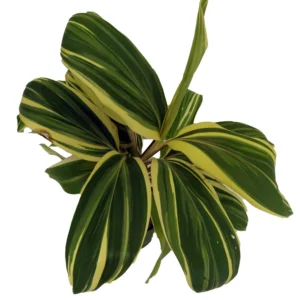 Chocolate Queen Cordyline Plant - 4 inch Pot - Tropical Accent Plant