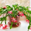 Christmas Cactus Plant - Zygocactus - 2.5 Inch Pot - Assorted Colors