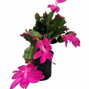 Christmas Cactus Plant - Zygocactus - 2.5 Inch Pot - Assorted Colors