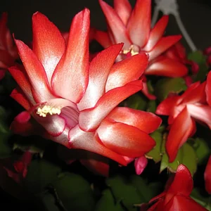 Christmas Cactus Plant - Zygocactus - 2.5 Inch Pot - Assorted Colors
