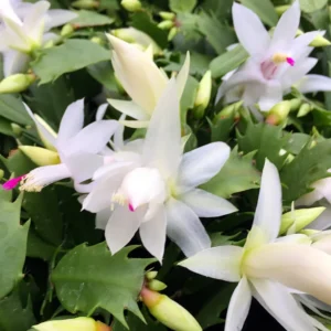 Christmas Cactus Plant - Zygocactus - 2.5 Inch Pot - Assorted Colors