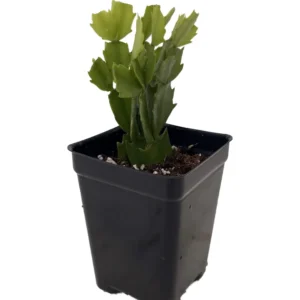 Christmas Cactus Plant - Zygocactus - 2.5 Inch Pot - Assorted Colors