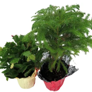 Christmas Duo Plant - Norfolk Island Pine & Christmas Cactus - 4 Inch Pots - Holiday Gift
