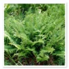 Christmas Ferns 3-Pack Bare Root Polystichum Acrostichoides Perennial Evergreen Shade Garden Plants