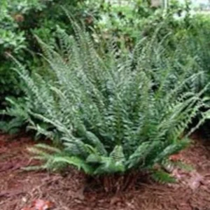 Christmas Ferns 3-Pack Bare Root Polystichum Acrostichoides Perennial Evergreen Shade Garden Plants