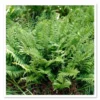Christmas Ferns 50 Bare Root Plants - Polystichum Acrostichoides Native Perennial Evergreen