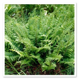 Christmas Ferns 50 Bare Root Plants - Polystichum Acrostichoides Native Perennial Evergreen