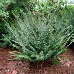 Christmas Ferns 50 Bare Root Plants - Polystichum Acrostichoides Native Perennial Evergreen