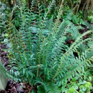 Christmas Ferns Polystichum Acrostichoides - 10 Bare Root Perennial Evergreen Plants